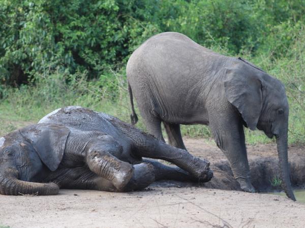 8 day wildlife tour of Uganda