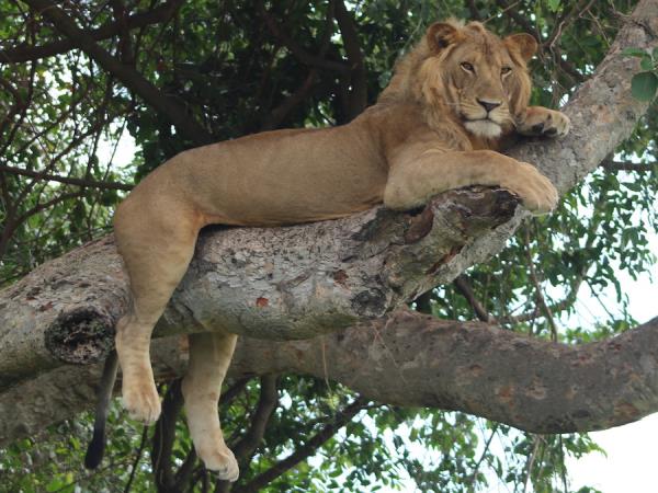 Uganda ultimate primate safari