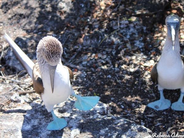 Galapagos luxury cruise and land based holiday
