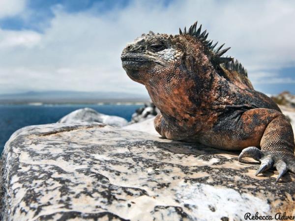 Galapagos luxury cruise and land based holiday