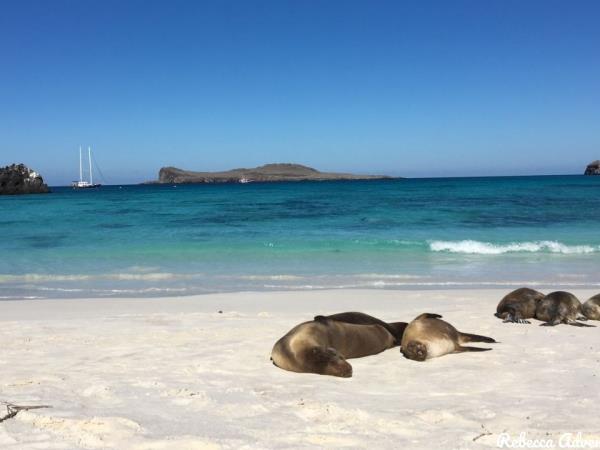Galapagos luxury cruise and land based holiday