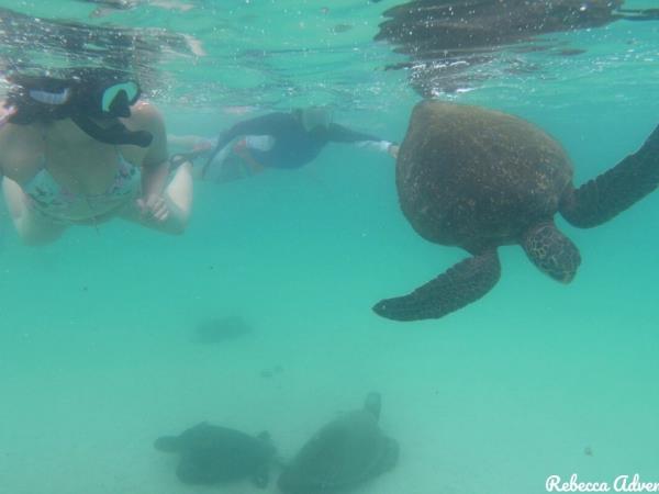 Galapagos luxury cruise and land based holiday