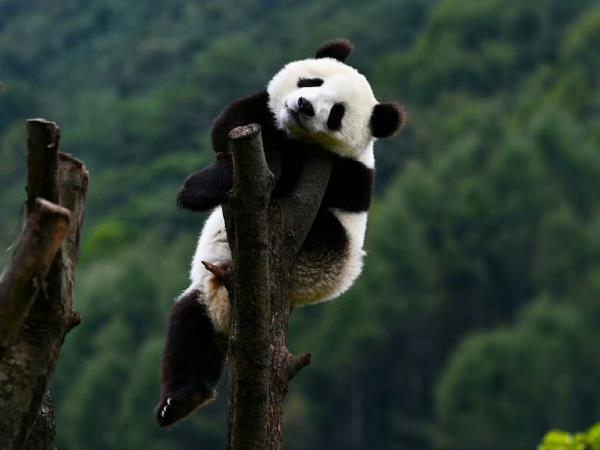 China family holiday in Sichuan