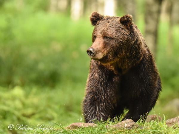 Wild Taiga wildlife holiday in Finland
