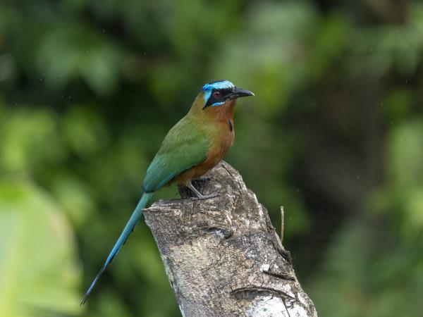 Bird watching holiday in Tobago