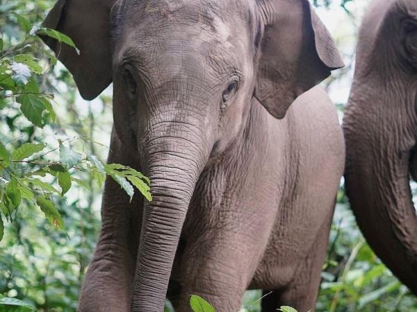 Family community volunteering and elephant watching, Thailand