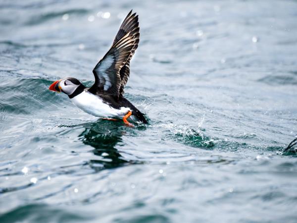Britain and Ireland cruise