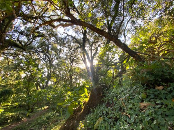 Ethiopia trekking in Wof Washa forest