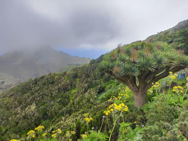Canary Islands tour