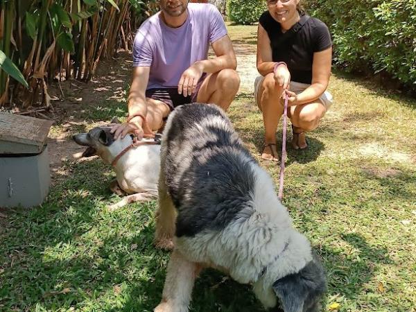 Dog rescue volunteering holiday, Thailand