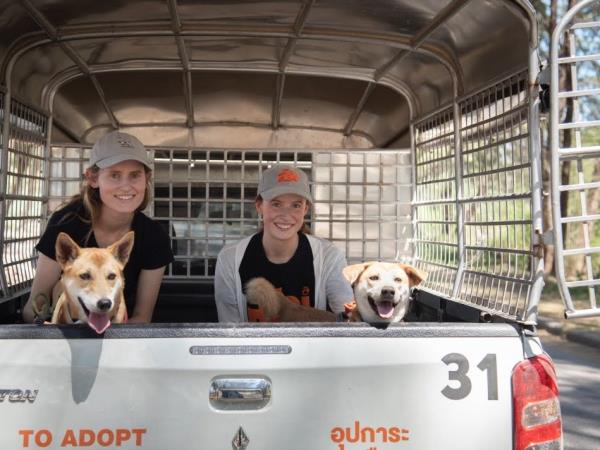 Dog rescue volunteering holiday, Thailand