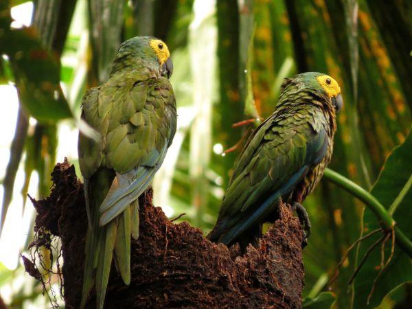 Guaviare tour in Colombia