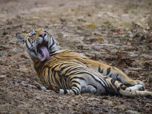 Wildlife holiday in Central India Responsible Travel