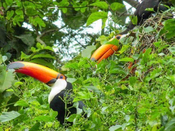 4 days in the Colombian Amazon holiday
