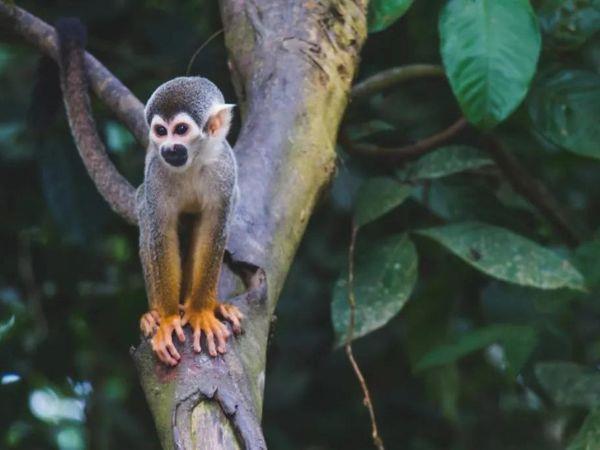 4 days in the Colombian Amazon holiday