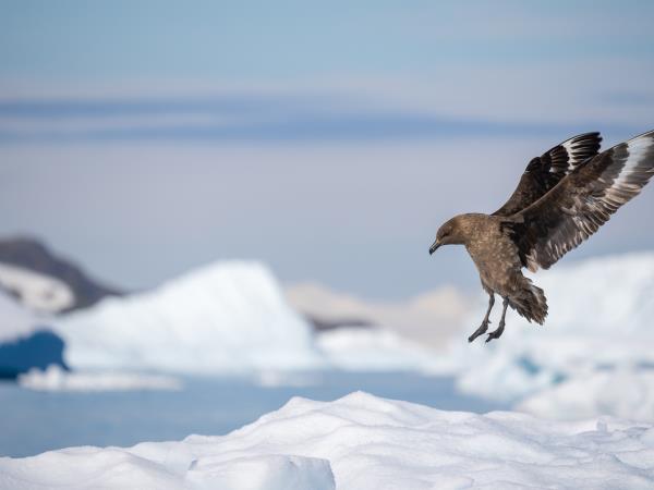 Patagonia and Classic Antarctic cruise holiday