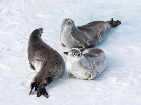 Patagonia and Classic Antarctic cruise holiday