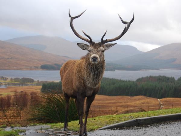 Walk The West Highland Way, self-guided 