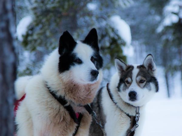 Finland wilderness activity holiday