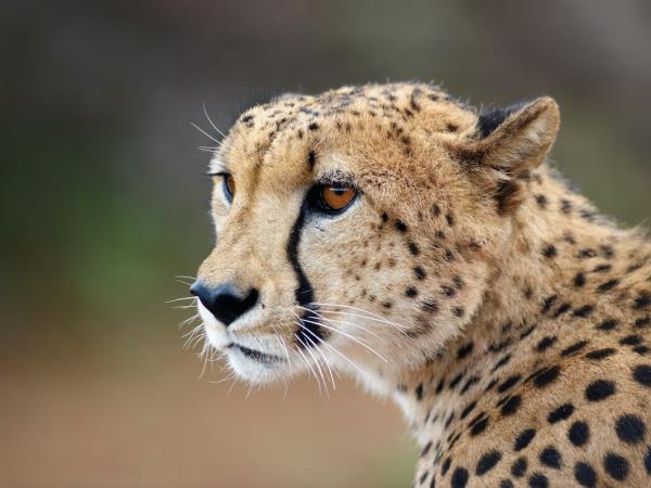Photography safari in South Africa