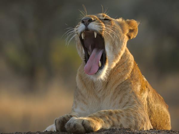 Photography safari in South Africa