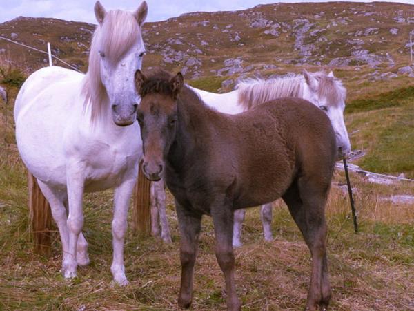 Outer Hebrides 7 day tour, Scotland