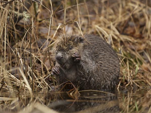Wildlife holiday in the forests of central Sweden