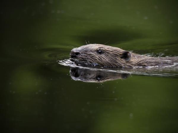 Wildlife holiday in the forests of central Sweden