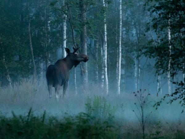 Wildlife holiday in the forests of central Sweden
