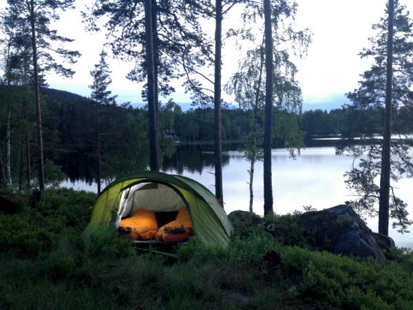 Wildlife holiday in the forests of central Sweden