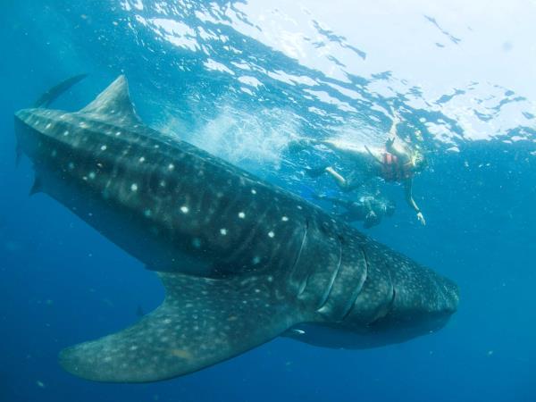 Cancun whale shark holiday, Mexico