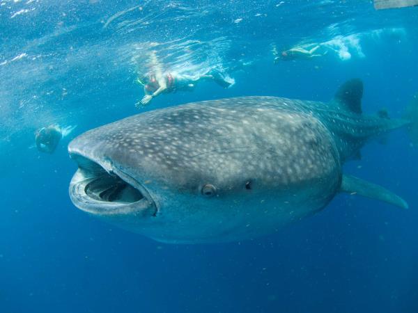 Cancun whale shark holiday, Mexico