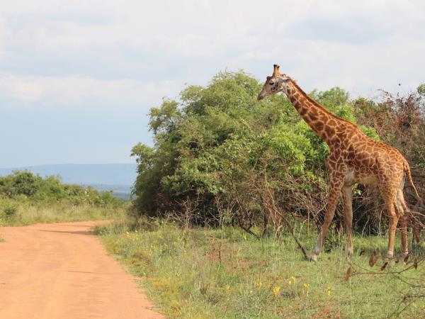 Wildlife short break, Akagera NP, Rwanda