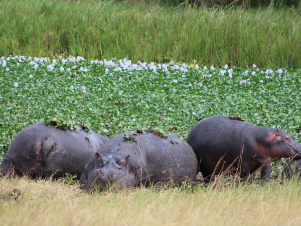 Wildlife short break, Akagera NP, Rwanda