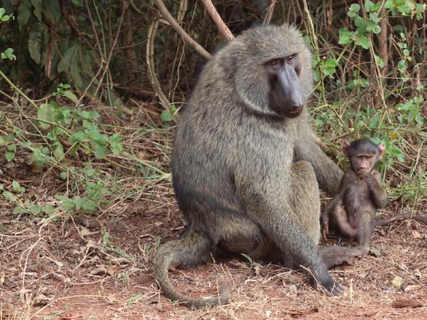 Wildlife short break, Akagera NP, Rwanda
