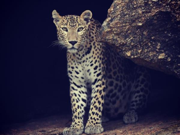Leopard safari and culture, India