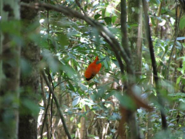 Hidden Guianas guided tour
