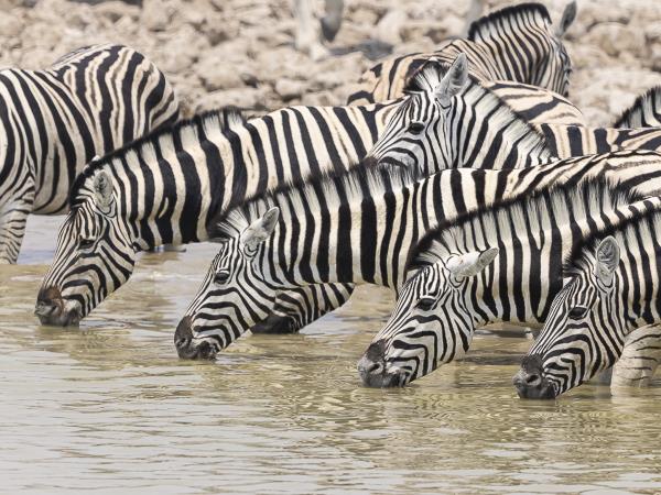 Namibia & Botswana wildlife camping photo safari
