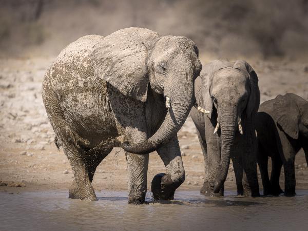 Namibia & Botswana wildlife camping photo safari
