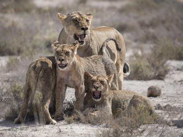 Namibia & Botswana wildlife camping photo safari