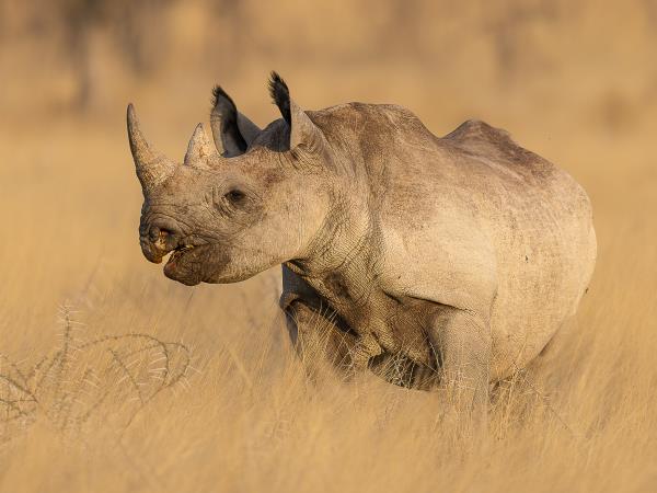 Namibia & Botswana wildlife camping photo safari