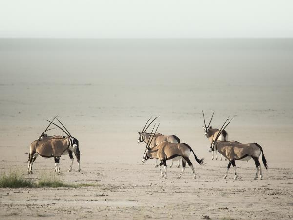 Namibia & Botswana wildlife camping photo safari