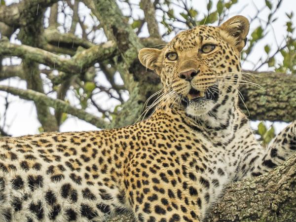 Predators of the Masai Mara Photo Safari