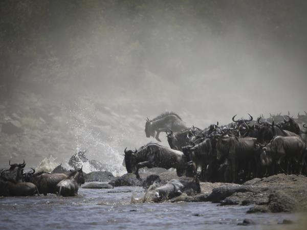 Tanzania Great Migration photo safari