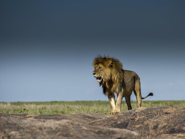 Tanzania photo safari, calving season