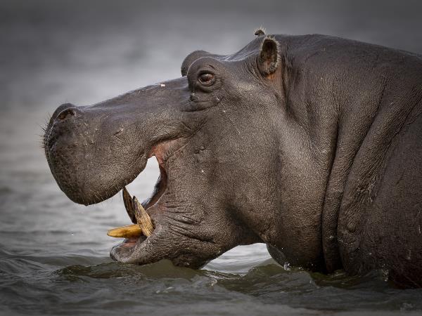 Tanzania photo safari, calving season
