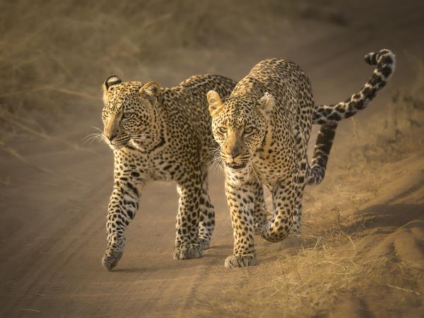 Tanzania photo safari, calving season