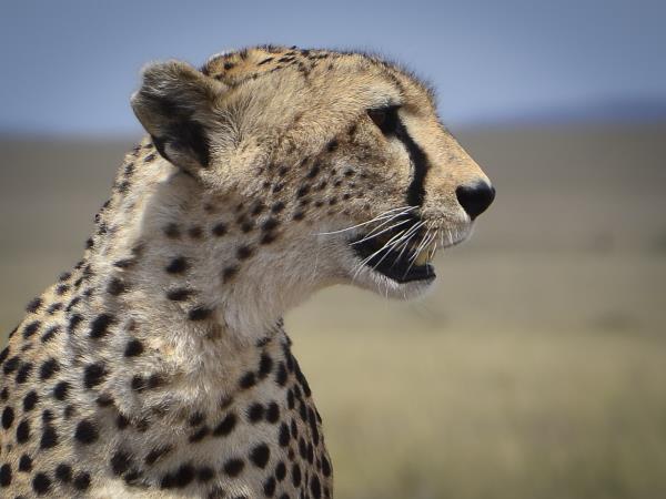 Tanzania photo safari, calving season