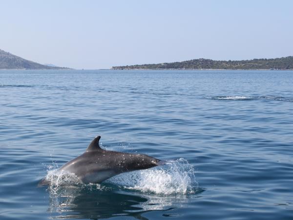Biodiversity monitoring, Kalamos, Greece