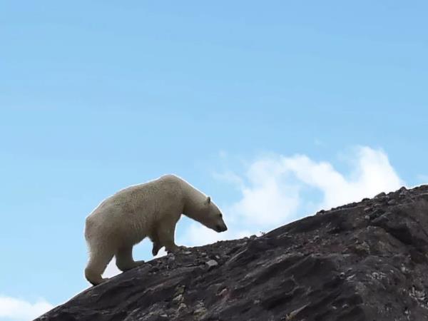 Svalbard west coast sailing holiday